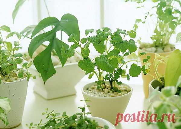 10 законов выращивания комнатных растений -