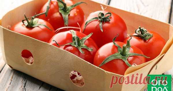 6 сортов томатов, которые можно хранить до Нового года Угощаться свежими томатами своего урожая вплоть до новогодних праздников? Это вполне реально! Просто необходимо подобрать соответствующие сорта и гибриды помидоров, предназначенные именно для длительного хранения.