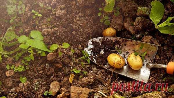 Определяем сроки уборки картошки по нескольким признакам. Сухая ботва – не самая надежная примета | Наша Дача | Яндекс Дзен