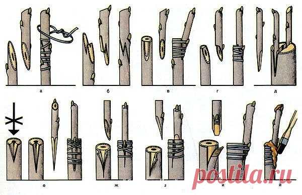 Что садоводу нужно знать о прививке