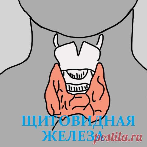 12 признаков того, что надо проверить щитовидную железу.  Гипотиреоз — общее состояние организма, вызванное дефицитом гормонов щитовидной железы, которое чаще встречается у женщин. Диагностировать его сложно, так как заболевание протекает практически бессим…