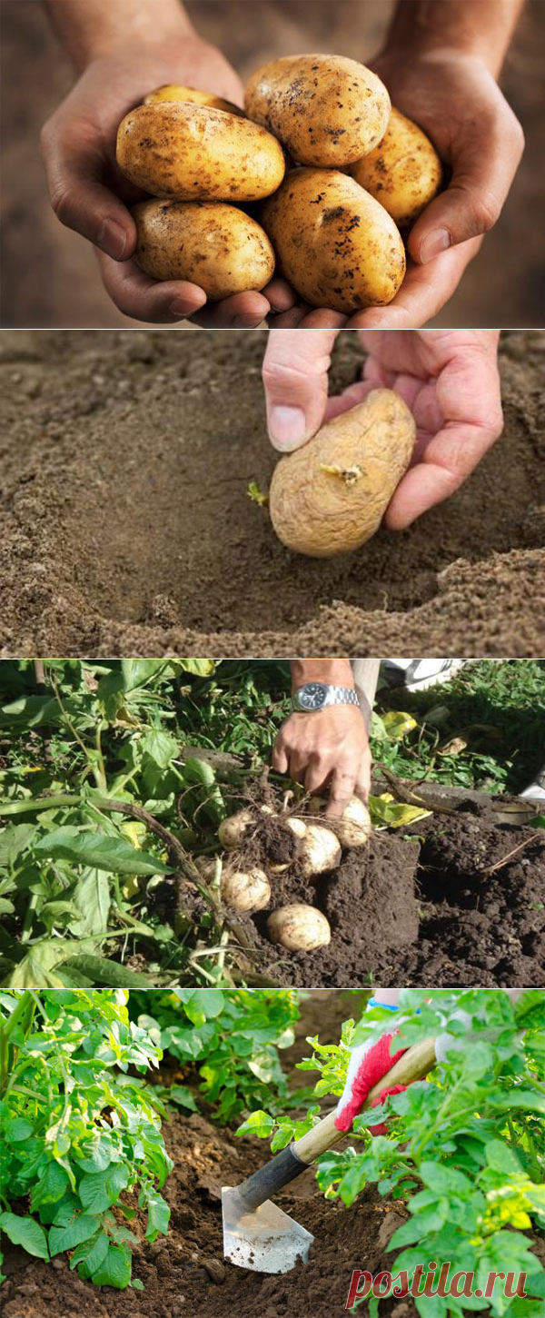 Картофель Метеор: характеристика и описание сорта, выращивание и уход
