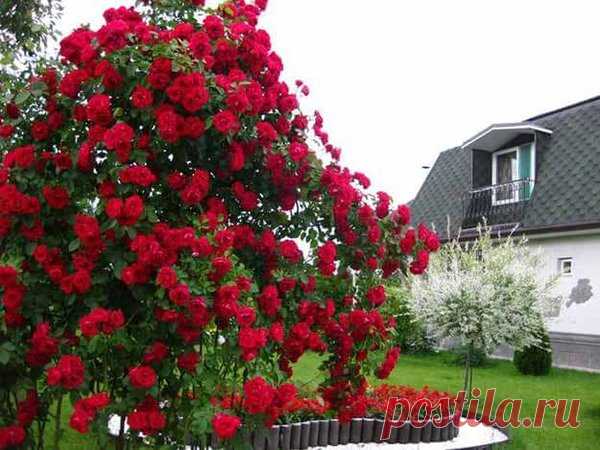 Плетистые розы: изысканные красавицы на участке | Все о цветоводстве | Яндекс Дзен
