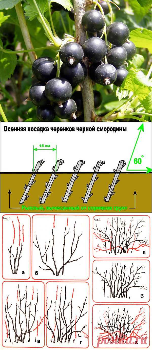 Смородина черная: сорта, выращивание и уход.