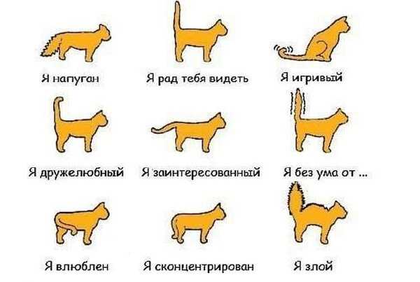 Почему коты виляют хвостом | Кот и Кошка | Яндекс Дзен