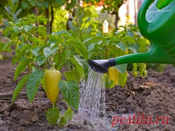 Подкормка перца йодом для урожайности: рецепт, правила и частота применения