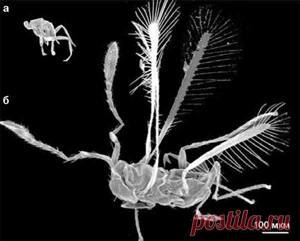 Самцам Dicopomorpha echmepterygis не едят, не летают, ничего не видят – и не смогли бы, даже если бы захотели. Познакомьтесь с самыми маленькими насекомыми на планете, жизнь которых бесконечно далека от совершенства.