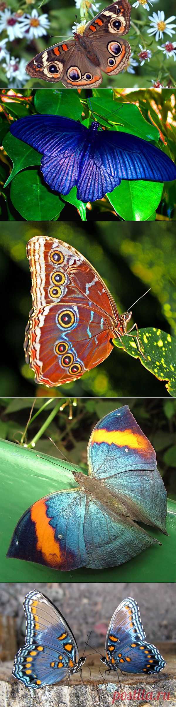 Фотографии красивых бабочек | Newpix.ru - позитивный интернет-журнал