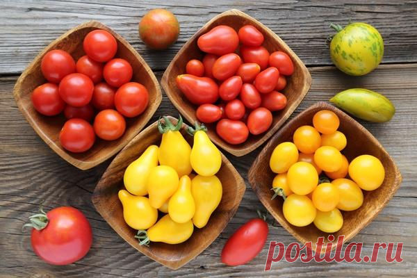 Необычные сорта томатов — перцевидные, грушевидные, черри