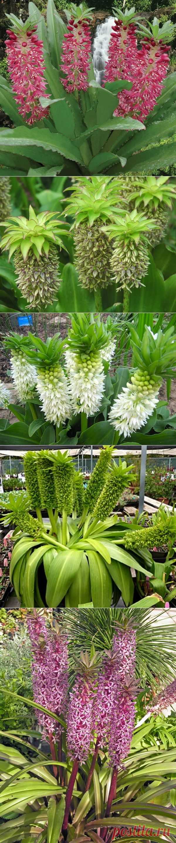 ЭУКОМИС (EUCOMIS) - ЛУКОВИЧНОЕ РАСТЕНИЕ