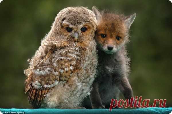 этот пушистый птенец сипухи и маленький лисенок, тесно прижавшиеся друг к другу, смотря вполне органично, однако в природе такую пару увидеть практически невозможно