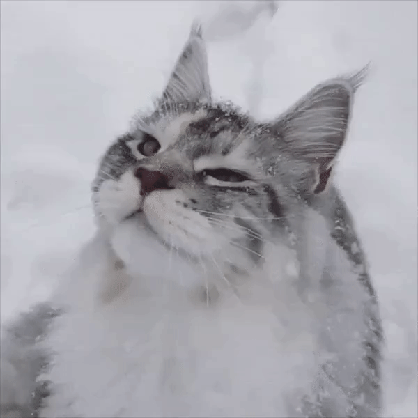 КОШКИ В СЛАВЯНСКОЙ ТРАДИЦИИ
Кошка спутник Велеса. Велес — один из центральных Богов в славянском пантеоне. Верным спутником Велеса, его священным животным считается мохнатый кот. Считается, что кошка — Зверь Велесов. В старину на Руси кошка выступала и в роли созидателя, и в роли разрушителя. Одно из главных направлений ее деятельности — сохранение домашнего очага. Но и это не все — кошка у русских является еще и проводником в потусторонний мир.
В русских сказах, во многом вышедших из старослав