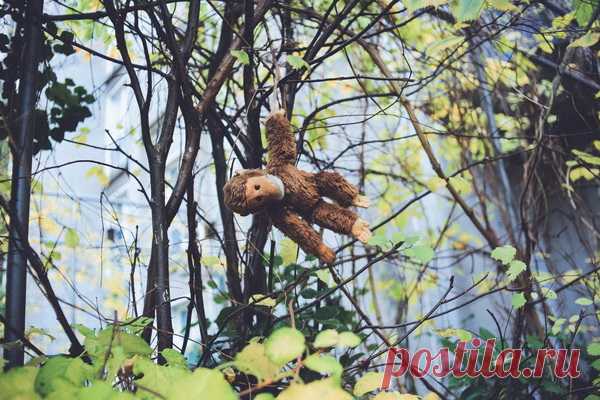 Тезисы Боулби поддержал коллега Гарри Харлоу, психолог из Висконсинского университета. Он проводил эксперименты на детенышах макак-резусов, разлученных с матерями сразу после рождения. Выращенные в одиночестве обезьянки так изголодались по «комфорту контакта», что, когда им предлагали на выбор проволочную «мать», снабженную бутылочкой с молоком, и мягкую тряпичную, но лишенную соски, они почти всегда предпочитали тряпичный вариант.