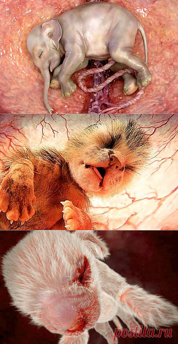 Эти уникальные фотографии детенышей являются кадрами из фильма "Extraordinary Animals in the Womb" от журнала National Geographic. Автор фильма Peter Chinn использовал трехмерные просмотры ультразвукового исследования, компьютерную графику и видео с микрокамер и запечатлил процесс от оплодотворения яйцеклетки до рождения малышей. Это самые подробные эмбриональные картины животных, когда-либо сделанные.