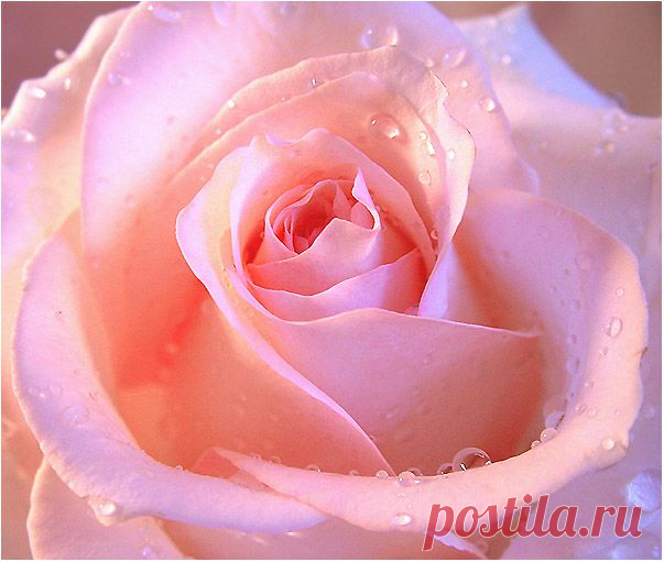 rose2.jpg (603×511)