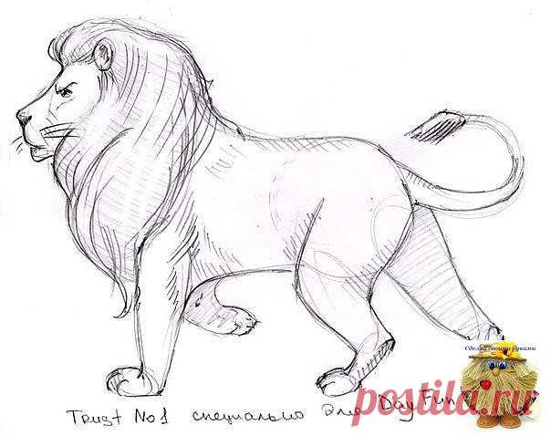 Рисуем льва карандашом