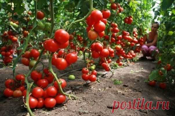 Как по внешним признакам определить, чего не хватает помидорам и огурцам - Садоводка