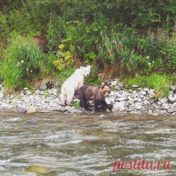 Бурые медведи достаточно светлого окраса уже встречались на Камчатке, но такой «светлячок» попался на глаза туристам и специалистам впервые.