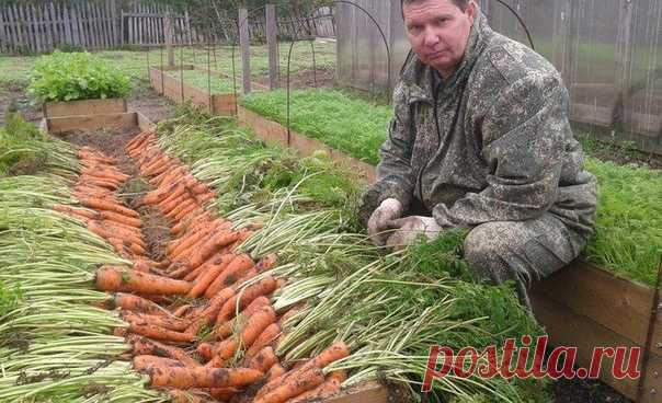 Я морковь сею следующим образом.
Морковь любит глубоко
возделанную плодородную почву. Не прореживаю, почти. Поступаю следующим образом:
за 10-12 дней до посева семена моркови завязываем в тряпочку ( посвободнее).
Закапываем во влажную землю на штык лопаты ( важно!). В течение этого срока из
семян выветриваются эфирные масла, которые мешают семенам прорасти. По
истечении указанного срока откапываем узелки с семенами из земли. Семена будут
уже набухшие, крупные, почти пророс...