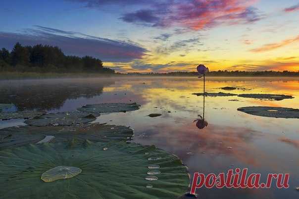 Закат на озере лотосов, Хабаровская область. Автор фото — Константин Байдин: nat-geo.ru/photo/user/118654/
