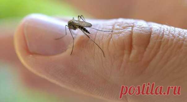 8 убийственных ароматов против комаров. Актуально, как никогда. | Страна Полезных Советов