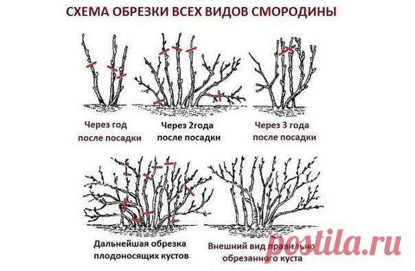 Моя дача | Идеи, советы, огород, сад.