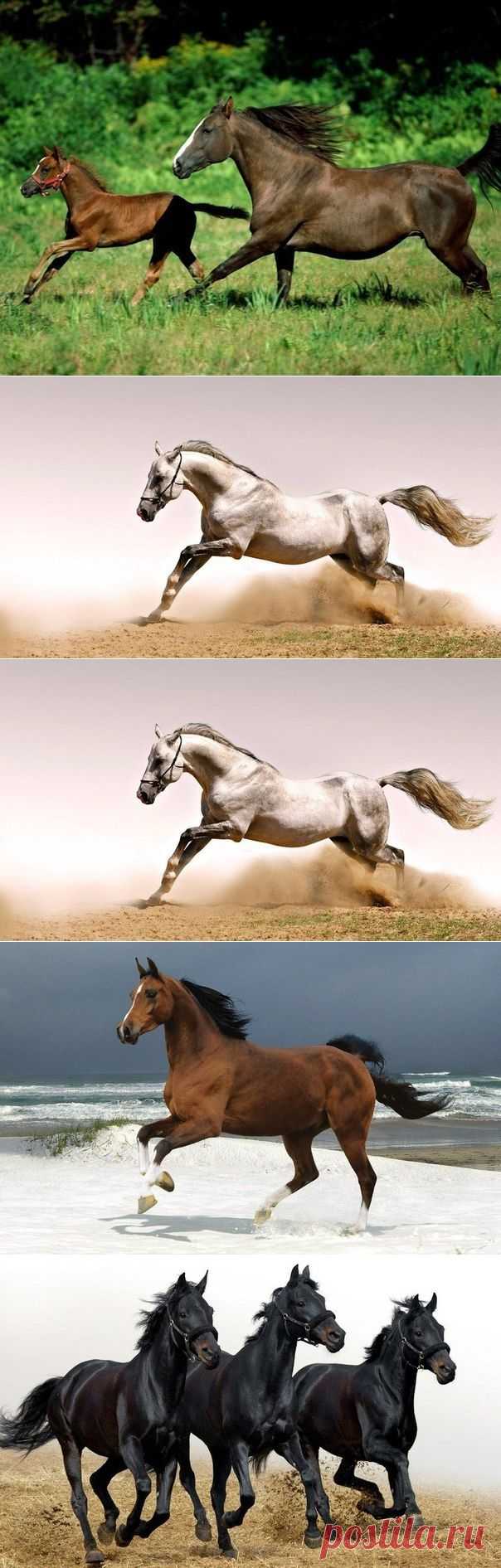 Благородные лошади | ВЗГЛЯНИ НА МИР С ИНТЕРЕСОМ