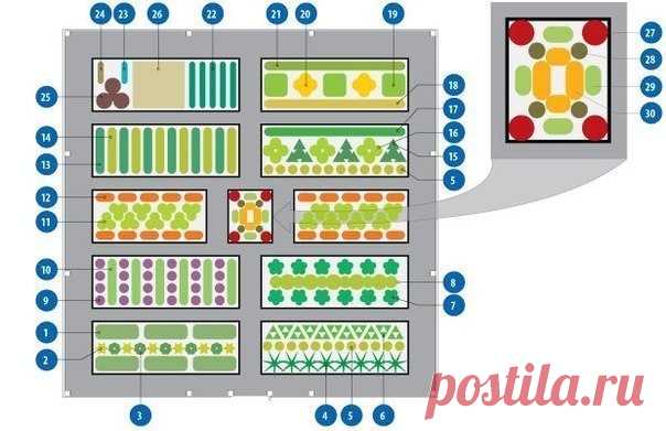 Долго искала схему овощной клумбы, чтоб все культуры находились в выгодном для них соседстве - Наша дача - медиаплатформа МирТесен