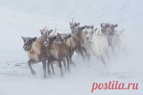 Фото дня. Наперегонки