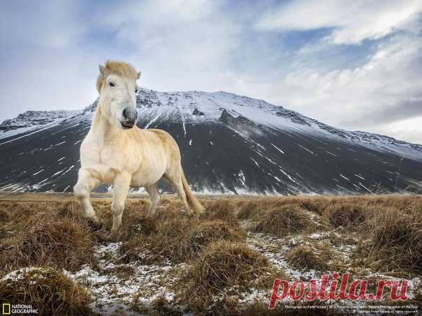 Исландская лошадь. Автор фото — Peter Izzard, участник фотоконкурса «Nature Photographer of the Year»: