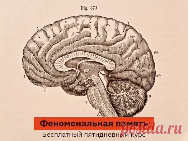 5 ДНЕЙ И ваша память уже не будет прежней. Да что там память! Изменится ваш мир.👇🏻 В нем уже не будет забытых дней рождений, пропущенных дат платежей. И даже дважды посоленный суп уйдет в прошлое. Иностранные слова не надо будет зубрить. Они станут въедаться в вашу память, как цитаты из любимых фильмов. Всё дело в способе запоминания. Вы можете обмануть свою память и заставить её запоминать в 2 раза больше и быстрее, при этом не забывая ничего важного. На это способен каждый человек, ведь мозг…