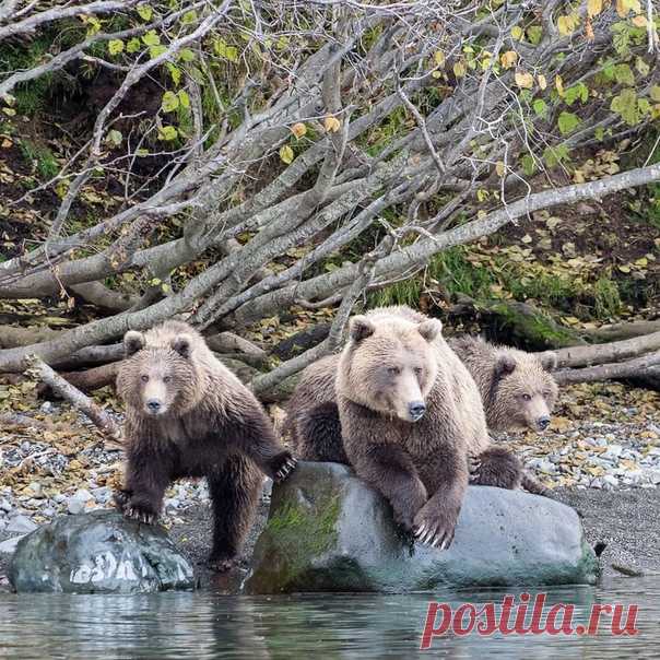 Опять эти людишки пожаловали!