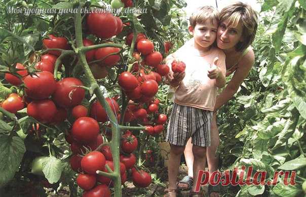 Порция советов для хорошего урожая томатов