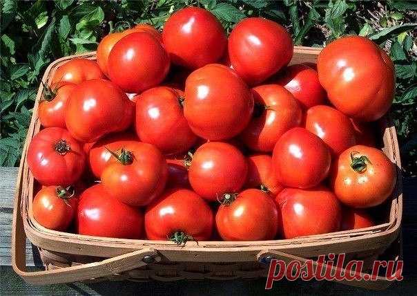 Урожай помидор вас порадует