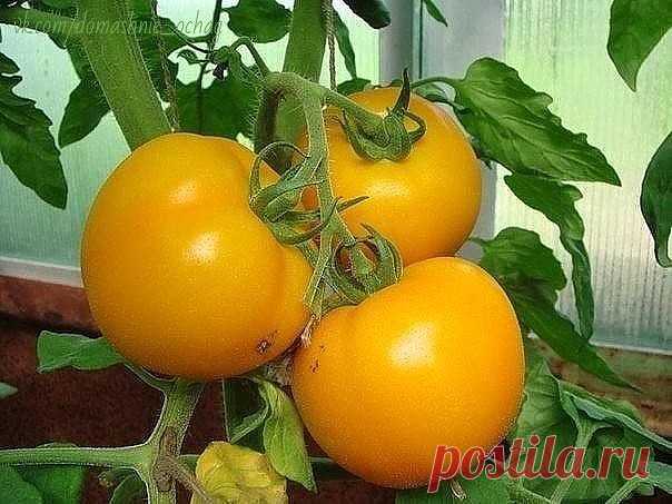 (50) Одноклассники     Чтобы было больше помидоров, чем зелени на них!