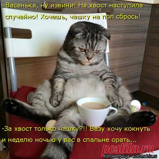 Котоматрица: Круть