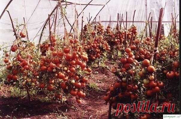 Советы по выращиванию большого урожая томатов