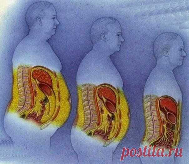 Почему растет живот — Делимся советами