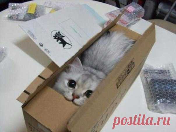 Разбирала коробки с ненужными вещами, нашла много интересного и пять раз кота