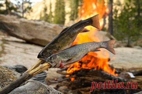 Приготовление рыбы над открытым огнем костра / Богатая добыча