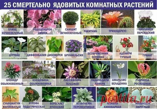 БЛОГ ПОЛЕЗНОСТЕЙ: 25 смертельно ядовитых комнатных растений!