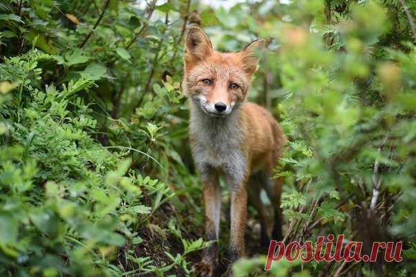 «Улыбочку!» Автор фото — Александр Шупиков: nat-geo.ru/photo/user/304703/