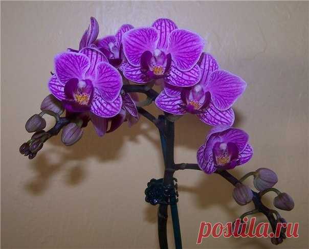 Как размножать орхидею фаленопсис.