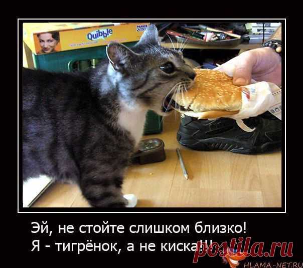 Демотиваторы с котиками