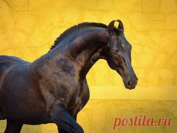 Марвари – благородные и грациозные лошади. Выведенная многими поколениями махараджей, эта королевская порода веками остается самой загадочной в мире.