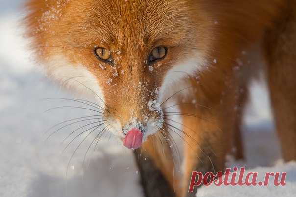 Усач. Автор фото – Денис Будьков: