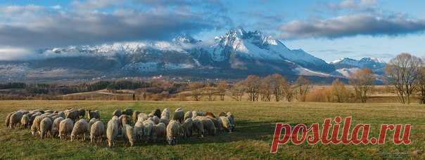 Выпас в долине у Высоких Татр, Словакия. Автор фото – Николай Сапронов.