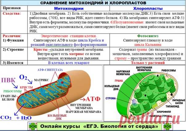 Признаки митохондрий и хлоропластов