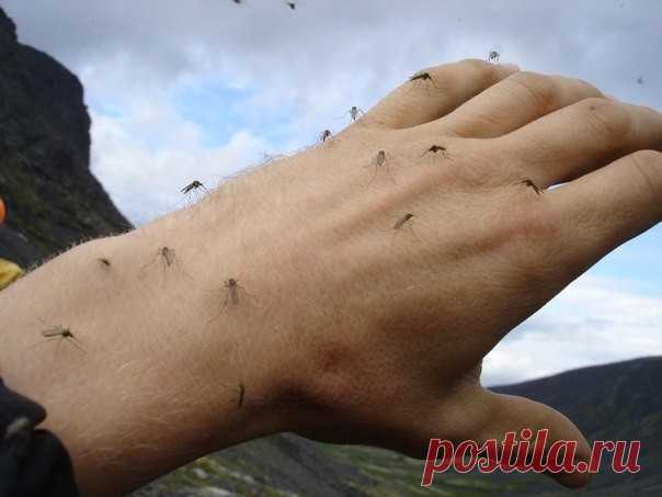 Простые способы избавиться от комаров — Делимся советами