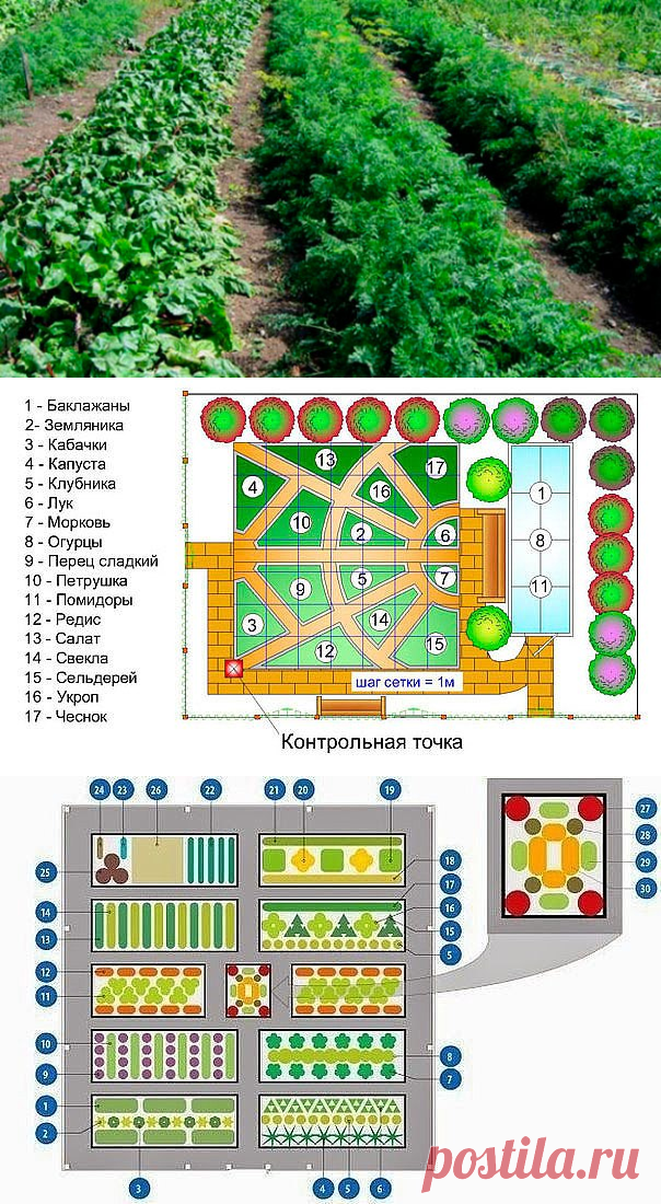 Схема овощной клумбы: соседи должны быть правильные!